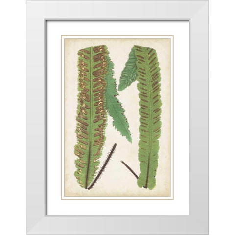 Fern Family III White Modern Wood Framed Art Print with Double Matting by Lowe