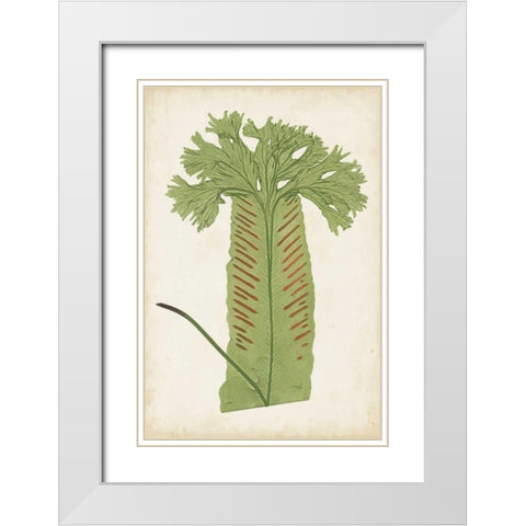 Fern Family V White Modern Wood Framed Art Print with Double Matting by Lowe