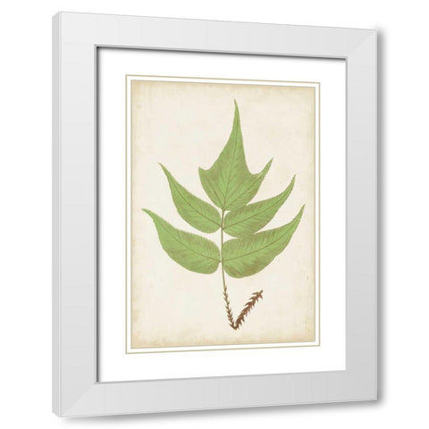 Fern Family VII White Modern Wood Framed Art Print with Double Matting by Lowe