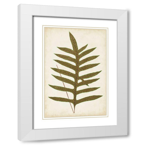 Fern Family VIII White Modern Wood Framed Art Print with Double Matting by Lowe
