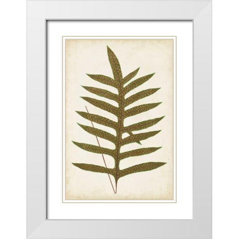 Fern Family VIII White Modern Wood Framed Art Print with Double Matting by Lowe