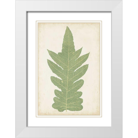 Fern Family IX White Modern Wood Framed Art Print with Double Matting by Lowe