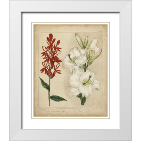 Scarlet Beauty I White Modern Wood Framed Art Print with Double Matting by Edwards, Sydenham