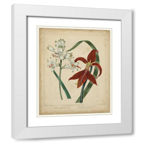 Scarlet Beauty II White Modern Wood Framed Art Print with Double Matting by Edwards, Sydenham