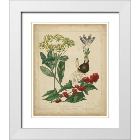 Scarlet Beauty IV White Modern Wood Framed Art Print with Double Matting by Edwards, Sydenham