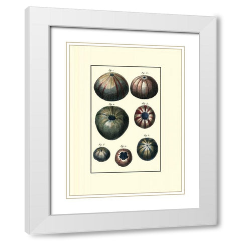 Custom Sea Shell IV White Modern Wood Framed Art Print with Double Matting by Diderot