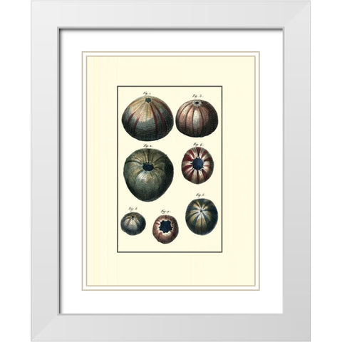 Custom Sea Shell IV White Modern Wood Framed Art Print with Double Matting by Diderot