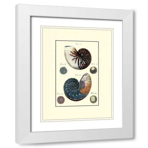Custom Sea Shell VI White Modern Wood Framed Art Print with Double Matting by Diderot