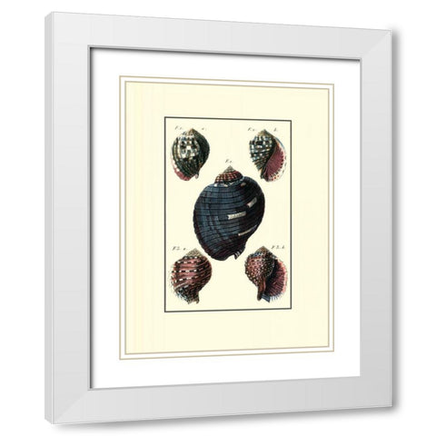 Custom Sea Shell VII White Modern Wood Framed Art Print with Double Matting by Diderot