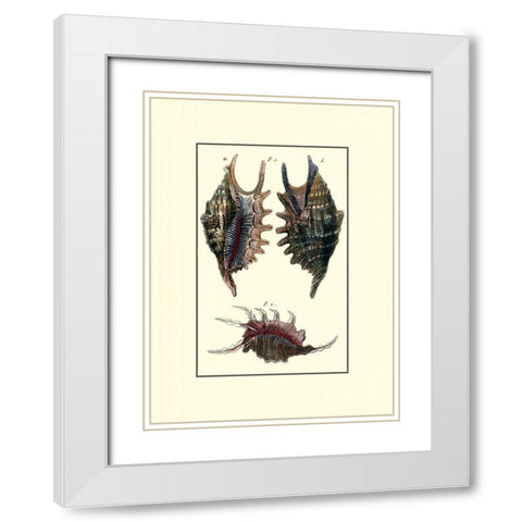 Custom Sea Shell VIII White Modern Wood Framed Art Print with Double Matting by Diderot