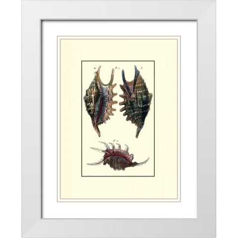 Custom Sea Shell VIII White Modern Wood Framed Art Print with Double Matting by Diderot