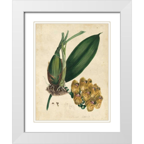 Sophisticated Orchid I White Modern Wood Framed Art Print with Double Matting by Unknown