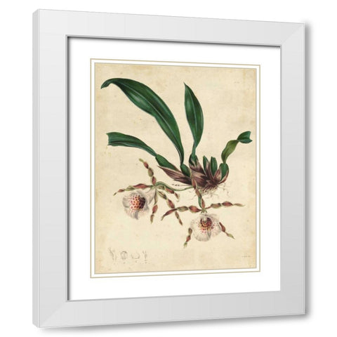 Sophisticated Orchid II White Modern Wood Framed Art Print with Double Matting by Unknown
