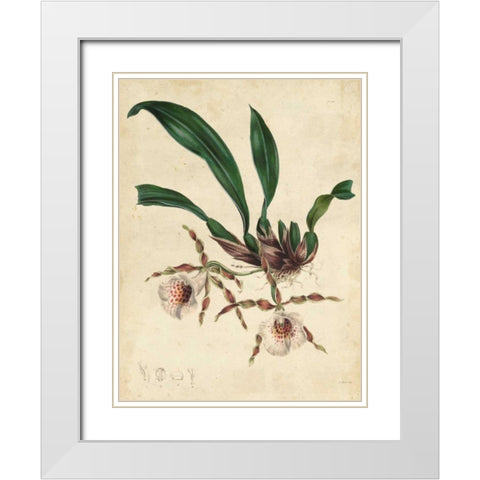 Sophisticated Orchid II White Modern Wood Framed Art Print with Double Matting by Unknown