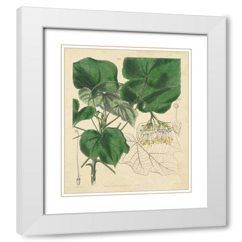 Curtis Leaves and Blooms I White Modern Wood Framed Art Print with Double Matting by Curtis