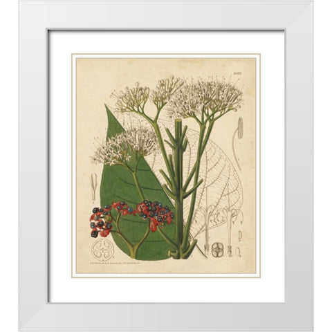 Curtis Leaves and Blooms II White Modern Wood Framed Art Print with Double Matting by Curtis