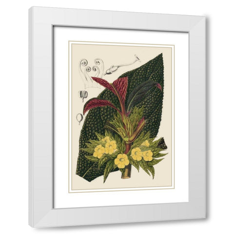 Begonia Varieties II White Modern Wood Framed Art Print with Double Matting by Stroobant