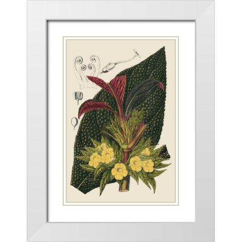 Begonia Varieties II White Modern Wood Framed Art Print with Double Matting by Stroobant