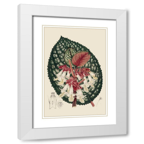 Begonia Varieties III White Modern Wood Framed Art Print with Double Matting by Stroobant