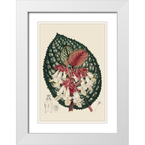 Begonia Varieties III White Modern Wood Framed Art Print with Double Matting by Stroobant