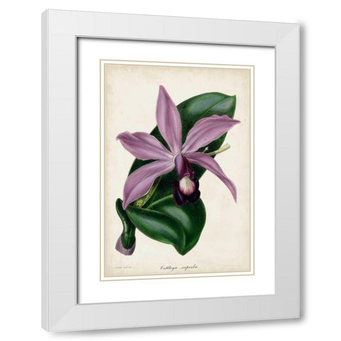 Plum Orchid White Modern Wood Framed Art Print with Double Matting by Paxton