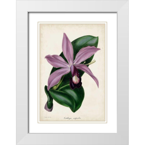 Plum Orchid White Modern Wood Framed Art Print with Double Matting by Paxton