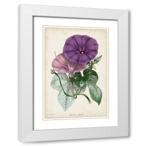 Plum Morning Glory White Modern Wood Framed Art Print with Double Matting by Paxton