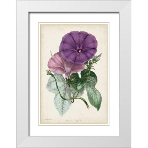 Plum Morning Glory White Modern Wood Framed Art Print with Double Matting by Paxton