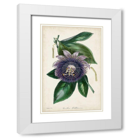 Plum Passion Flower White Modern Wood Framed Art Print with Double Matting by Paxton