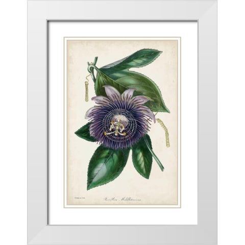 Plum Passion Flower White Modern Wood Framed Art Print with Double Matting by Paxton