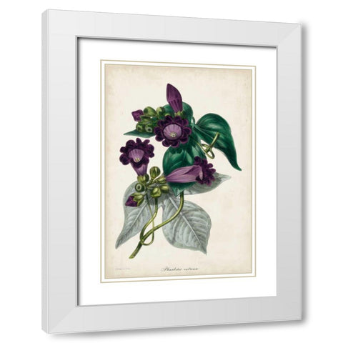 Plum Foxgloves White Modern Wood Framed Art Print with Double Matting by Paxton