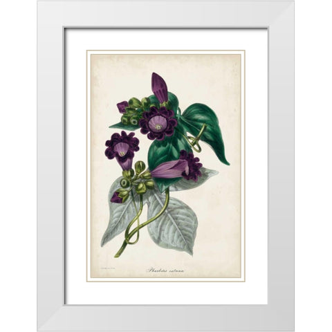 Plum Foxgloves White Modern Wood Framed Art Print with Double Matting by Paxton