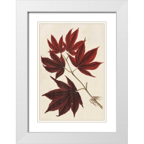 Japanese Maple Leaves III White Modern Wood Framed Art Print with Double Matting by Stroobant