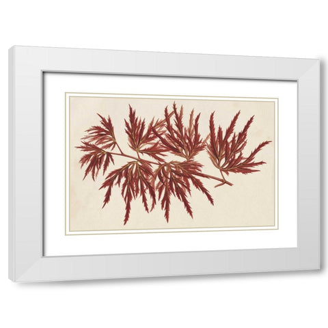 Japanese Maple Leaves IV White Modern Wood Framed Art Print with Double Matting by Stroobant