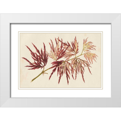 Japanese Maple Leaves V White Modern Wood Framed Art Print with Double Matting by Stroobant