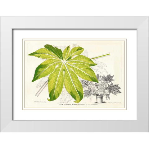 Fern Leaf Foliage I White Modern Wood Framed Art Print with Double Matting by Stroobant