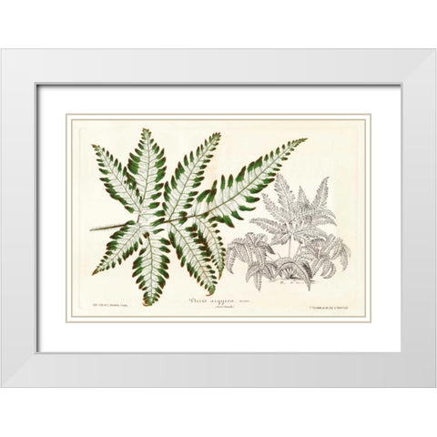 Fern Leaf Foliage II White Modern Wood Framed Art Print with Double Matting by Stroobant