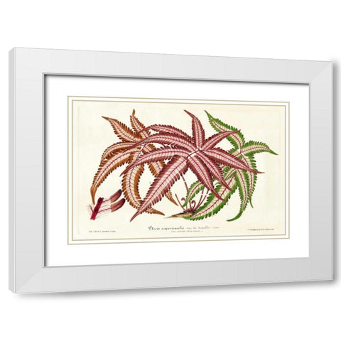 Fern Leaf Foliage III White Modern Wood Framed Art Print with Double Matting by Stroobant