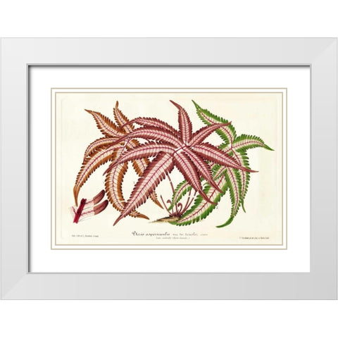 Fern Leaf Foliage III White Modern Wood Framed Art Print with Double Matting by Stroobant