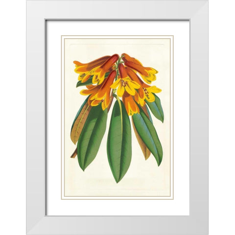 Tropical Rhododendron II White Modern Wood Framed Art Print with Double Matting by Van Houtteano, Horto