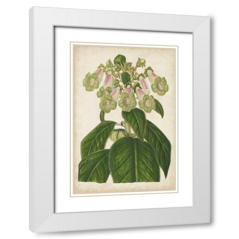 Foxglove Botanical White Modern Wood Framed Art Print with Double Matting by Stroobant