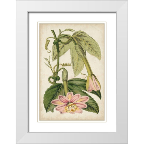 Passion Flower Botanical White Modern Wood Framed Art Print with Double Matting by Stroobant