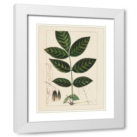 Silva Leaves I White Modern Wood Framed Art Print with Double Matting by Silva, John