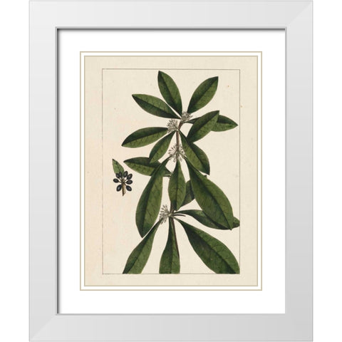 Silva Leaves II White Modern Wood Framed Art Print with Double Matting by Silva, John