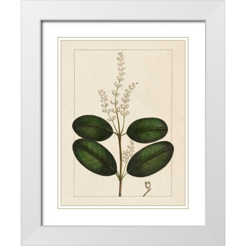 Silva Leaves VI White Modern Wood Framed Art Print with Double Matting by Silva, John