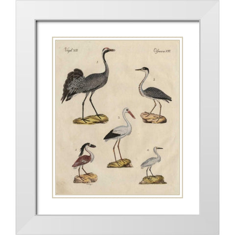Heron Classification I White Modern Wood Framed Art Print with Double Matting by Strack, Friedrich