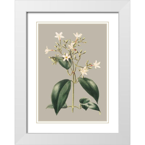 Botanical Cabinet I White Modern Wood Framed Art Print with Double Matting by Cooke, E.W.
