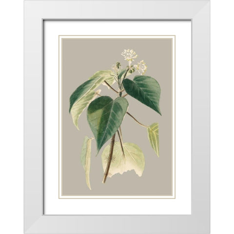 Botanical Cabinet II White Modern Wood Framed Art Print with Double Matting by Cooke, E.W.