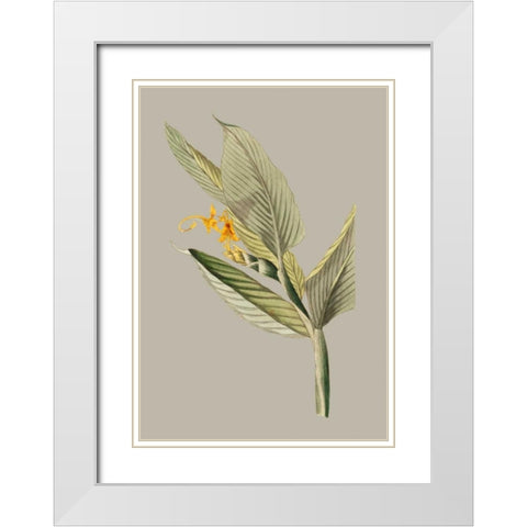 Botanical Cabinet III White Modern Wood Framed Art Print with Double Matting by Cooke, E.W.