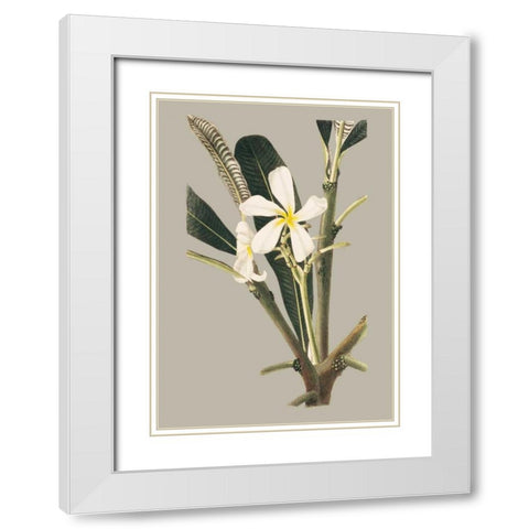 Botanical Cabinet IV White Modern Wood Framed Art Print with Double Matting by Cooke, E.W.